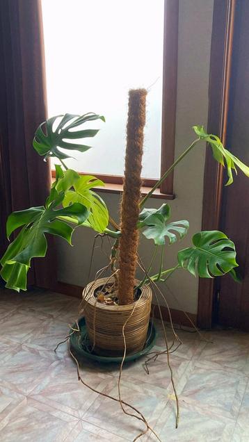 Monstera albo variegata