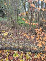 Beukenhaag 2m hoog  1euro per stuk, Tuin en Terras, Ophalen