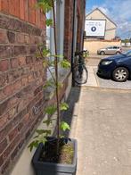 Esdoorn, Tuin en Terras, Planten | Bomen, Ophalen, Overige soorten, 100 tot 250 cm