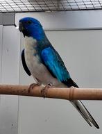 Splendid parkiet, Dieren en Toebehoren, Vogels | Parkieten en Papegaaien, Parkiet