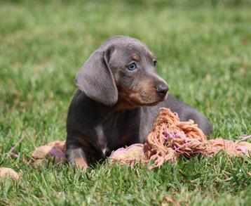 Teckel pups Blue-tan korthaar beschikbaar voor biedingen