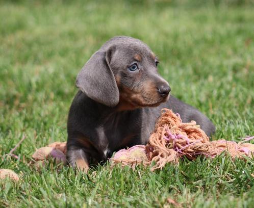 Teckel pups Blue-tan korthaar, Dieren en Toebehoren, Honden | Teckels en Dashonden, Reu, Korthaar, Dwerg, Fokker | Professioneel