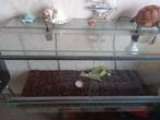 Schilpad met terrarium, Ophalen