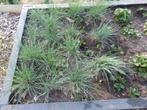 KRUIDEN:BIESLOOK,SALIE,DRAGON, Tuin en Terras, Ophalen, Vaste plant, Halfschaduw, Kruiden