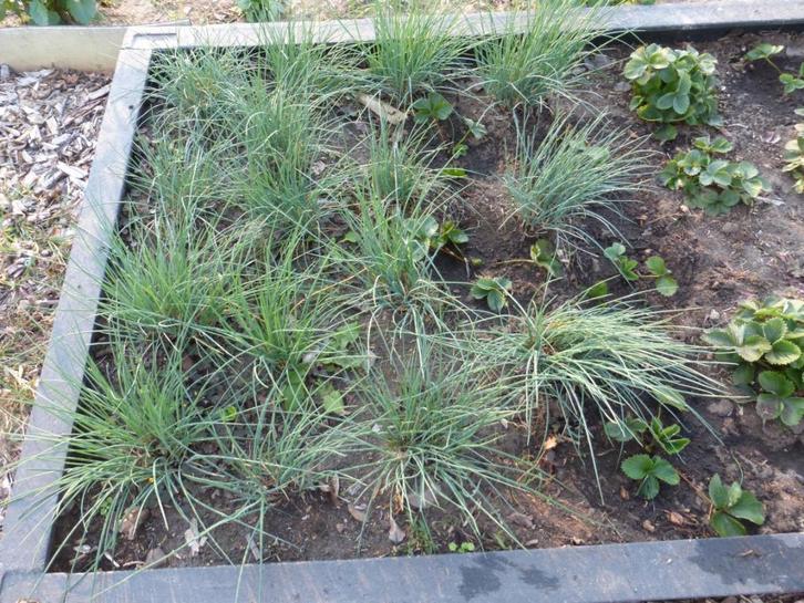 KRUIDEN:BIESLOOK,SALIE,DRAGON, Tuin en Terras, Planten | Tuinplanten, Vaste plant, Kruiden, Halfschaduw, Lente, Ophalen