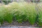 Stipa 'Ponytails', Tuin en Terras, Ophalen, Vaste plant, Siergrassen