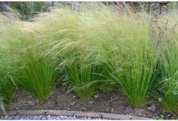 Stipa 'Ponytails' beschikbaar voor biedingen