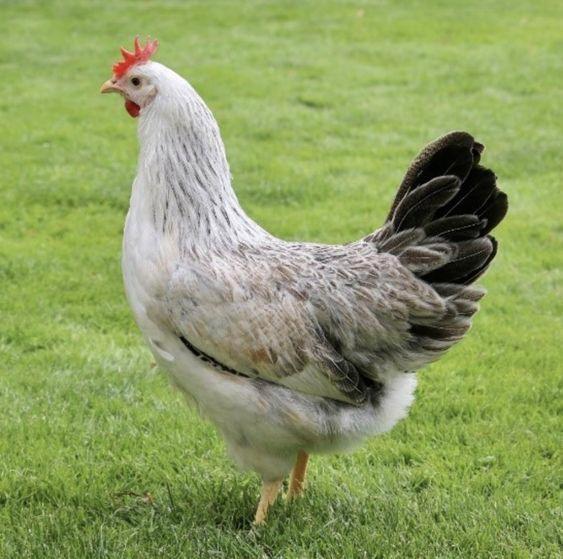 Zilverhals, Dieren en Toebehoren, Pluimvee, Kip, Vrouwelijk