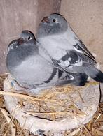 Koppel jongen!!! 2026 !!!, Dieren en Toebehoren, Vogels | Duiven