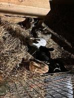 dwergkonijntjes, Dieren en Toebehoren, Mannelijk, Klein, 0 tot 2 jaar