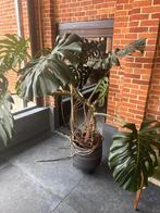 (Zeer) grote Monstera met mooie pot, Huis en Inrichting, Kamerplanten, Ophalen, Overige soorten, In pot, 150 tot 200 cm