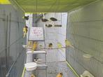Kanarie jungen, Dieren en Toebehoren, Vogels | Kanaries