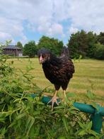 Barnevelder hennen, Dieren en Toebehoren, Pluimvee
