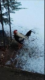 Trio combattant anglais ancien nain saumon argenté, Animaux & Accessoires, Volatiles, Plusieurs animaux, Poule ou poulet