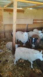 Mooie schapen, Dieren en Toebehoren, Schapen, Geiten en Varkens