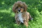 Cavapoo pups klein blijvend, België, 8 tot 15 weken, Teef, Meerdere