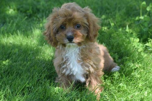 Cavapoo pups klein blijvend, Dieren en Toebehoren, Honden | Niet-rashonden, Middel, Teef, Fokker | Professioneel, Meerdere, België