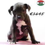 American Staffordshire Terrier -blauw&wit pups te koop, Dieren en Toebehoren, 15 weken tot 1 jaar, Handelaar, CDV (hondenziekte)