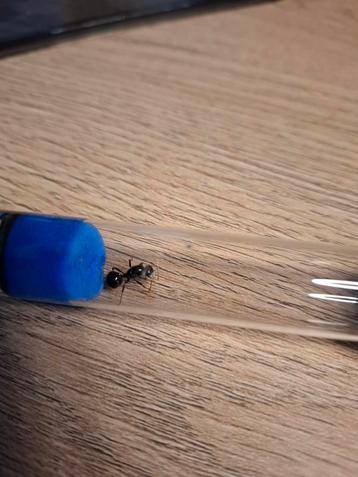 Messor barbarus gratuit beschikbaar voor biedingen