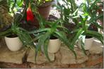 Aloë (3 stuks), Ophalen, Vetplant, In pot, Volle zon