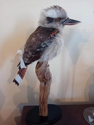 Gezocht overleden uil kuiken voor taxidermie, Enlèvement ou Envoi, Comme neuf