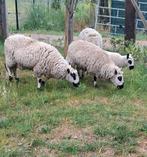 4 kerry hill schapen