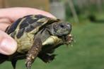 landschildpad, Tortue, Domestique, 3 à 6 ans