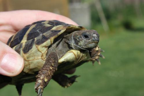 landschildpad, Animaux & Accessoires, Reptiles & Amphibiens, Tortue, 3 à 6 ans, Domestique