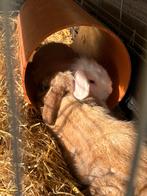 2 handtamme konijntjes + groot kooi…, Dieren en Toebehoren, Groot