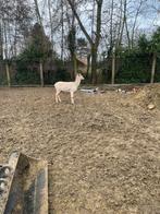 Witte damhert bok te koop, Dieren en Toebehoren, Schapen, Geiten en Varkens