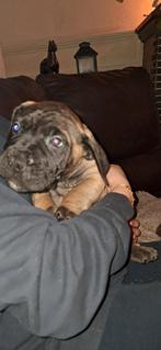 Chiots Bullmastiff, 8 à 15 semaines, Bouledogue, Plusieurs, Éleveur | Loisir