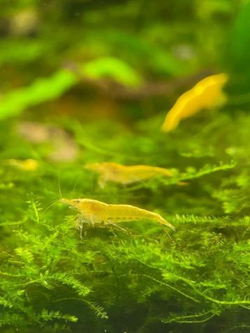 garnalen caridina crystal red en neocaridina geel en blauw  beschikbaar voor biedingen