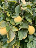 Kweeperen, Tuin en Terras, Ophalen