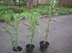 3 witte oleanders (2x85 cm H - 1x 110 cm H), Zomer, Vaste plant, Overige soorten, Ophalen