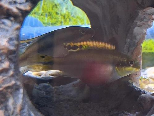 kersencichilde te koop - ruilen mogelijk - moet snel weg, Dieren en Toebehoren, Vissen | Aquariumvissen, Zoetwatervis, Vis