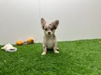 Chihuahua pups, Dieren en Toebehoren, Honden | Chihuahua's en Gezelschapshonden, België, 8 tot 15 weken, CDV (hondenziekte), Meerdere