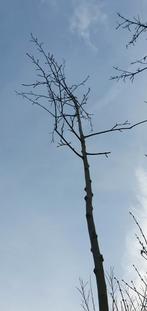 Krentenboom te koop, Ophalen, Pruimenboom