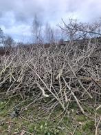 Gratis takken van bomen  zelf op te halen, Tuin en Terras, Brandhout, Ophalen of Verzenden, Takken