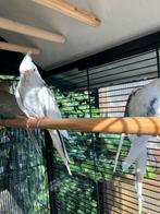 KWEEKKOPPELS BONTE-WITKOP-GEPARELDE-WILDKLEUR VANAF 60 EURO/, Dieren en Toebehoren, Meerdere dieren, Parkiet