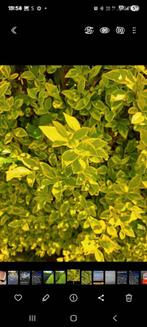 Ligustrum haag, Ophalen, Haag