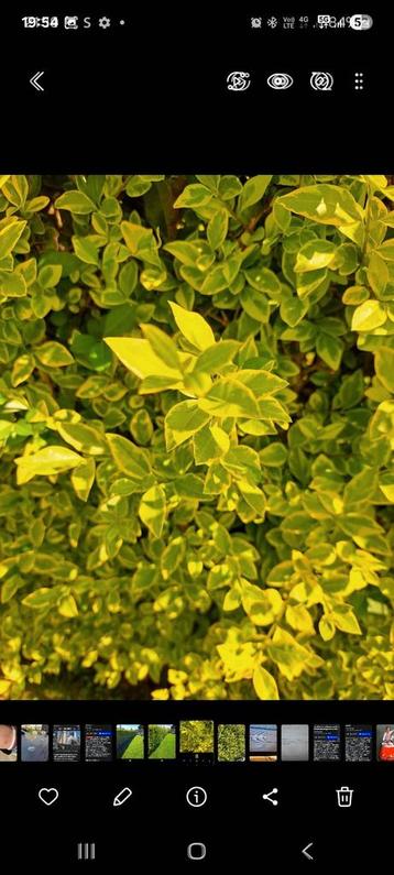 Ligustrum haag  beschikbaar voor biedingen