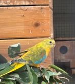 turquoisineparkieten, Meerdere dieren, Parkiet