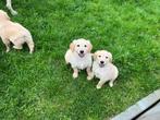Golden retriever pups, Dieren en Toebehoren, CDV (hondenziekte), Meerdere, Golden retriever, 8 tot 15 weken
