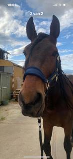 Kentucky Velvet halster, Dieren en Toebehoren