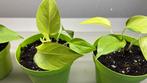 Epipremnum aureum neon., Ophalen of Verzenden