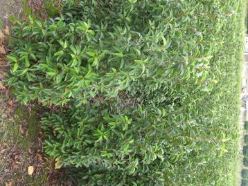 Prunus Lusitanica Angustifolia / portugese laurier  beschikbaar voor biedingen