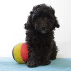 Dwergpoedel (grijs) Belgische pups te koop, Poedel, België, Handelaar, CDV (hondenziekte)