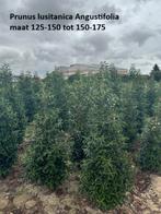 Prunus lusitanica Angustifolia kluitplanten, Ophalen of Verzenden, Laurier, Haag, 100 tot 250 cm