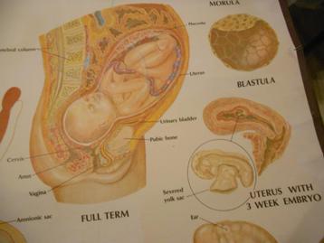 zwangerschap schoolkaarten