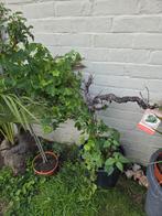 druivelaar, Overige soorten, 100 tot 250 cm, Ophalen, Volle zon